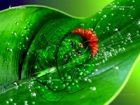 1024X768-Ganesha_1375