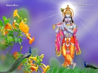 Krishna-1024X768_381