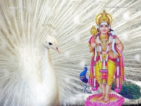1024X768-Subramanya_66